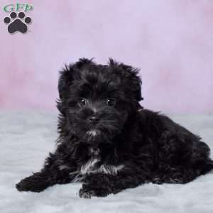 Oreo, Mini Aussiedoodle Puppy